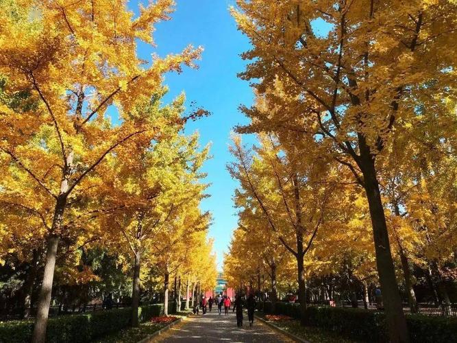 【科普贴】秋天树叶变黄的小秘密