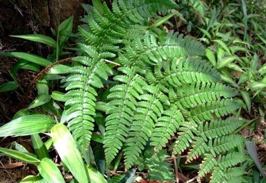 用于烧烫伤,崩漏,带下,跌打损伤,蛔虫病. /p