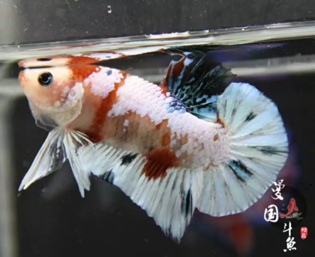 白鳞密集浓厚,但只覆盖一半