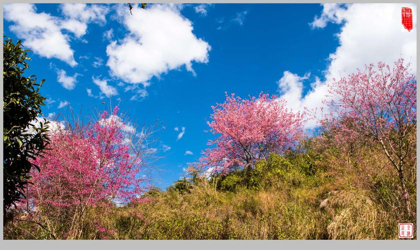 其它 冬天里的春景 写美篇    冬天,人们都会认为白雪皑皑,山头,梯田