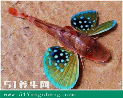 世界上最漂亮的鱼,绿鳍鱼长有蝴蝶状翅膀