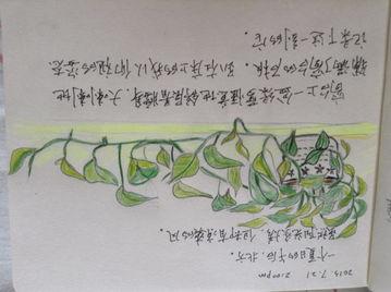 绿萝小报手抄报手抄报怎么画