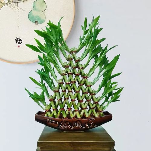 秋天养富贵竹,学会这几个小妙招,叶子绿油油的,越养越