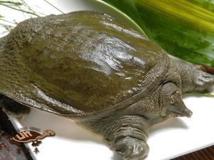 老鳖壳的功效与作用甲鱼壳的价值是什么