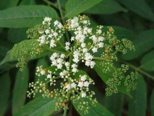 这种植物人称"接骨草", 在梅州随处可见, 有去风湿,通经活血,解毒消炎