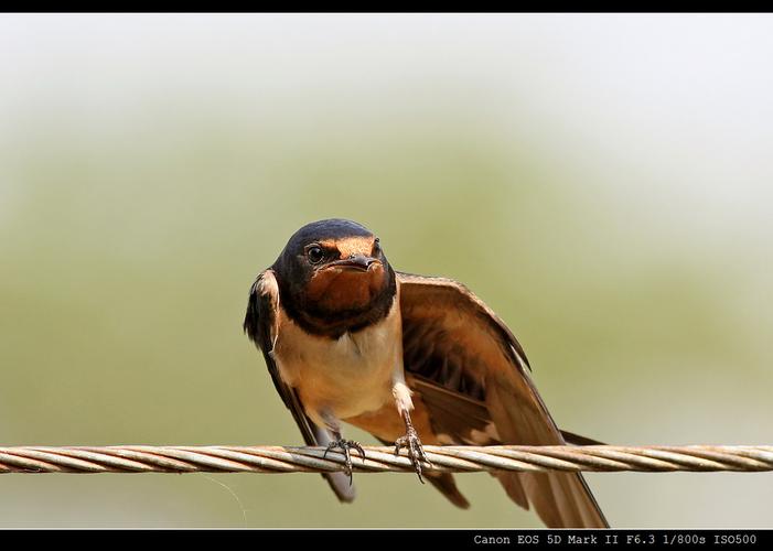 小燕子的n种表情