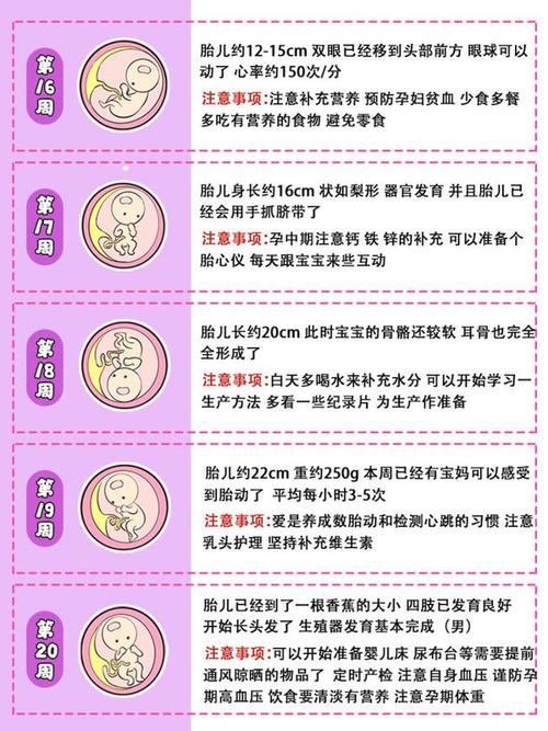 孕期40周胎儿发育过程图注意事项