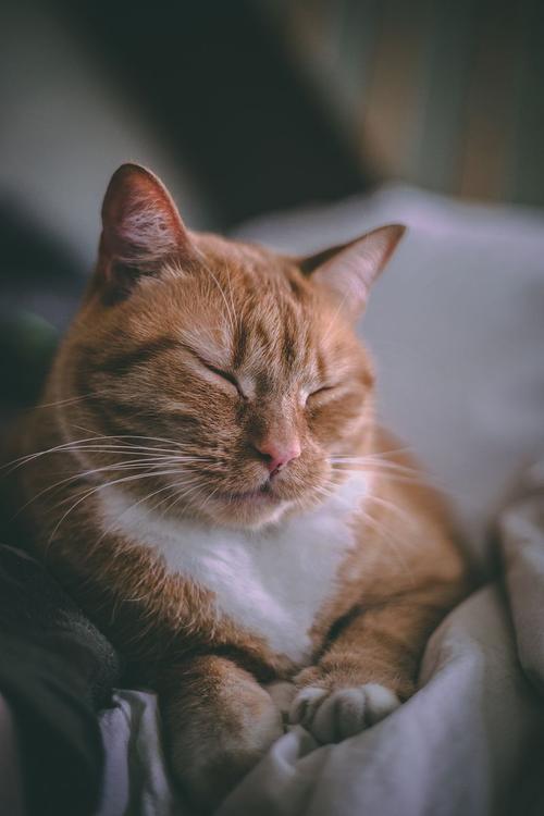 姜猫放松