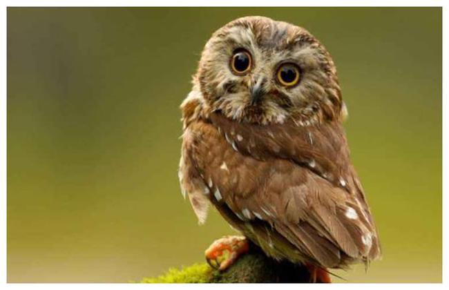 6000万年的猫头鹰化石被发现,捕食方式很奇特,爪子长得变样了