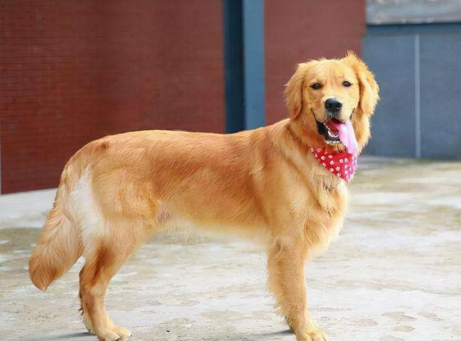 拥有一条大尾巴的金毛 小狗没了尾巴,或许在人们眼中看起来更加呆萌