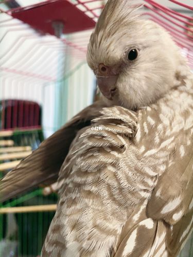 高颜的白脸古铜珍珠玄凤