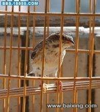 出售南非茶燕鸟!