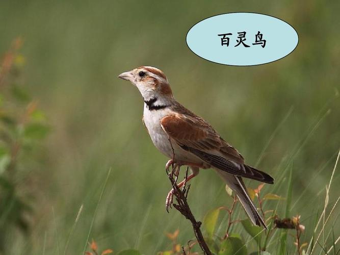 百灵鸟
