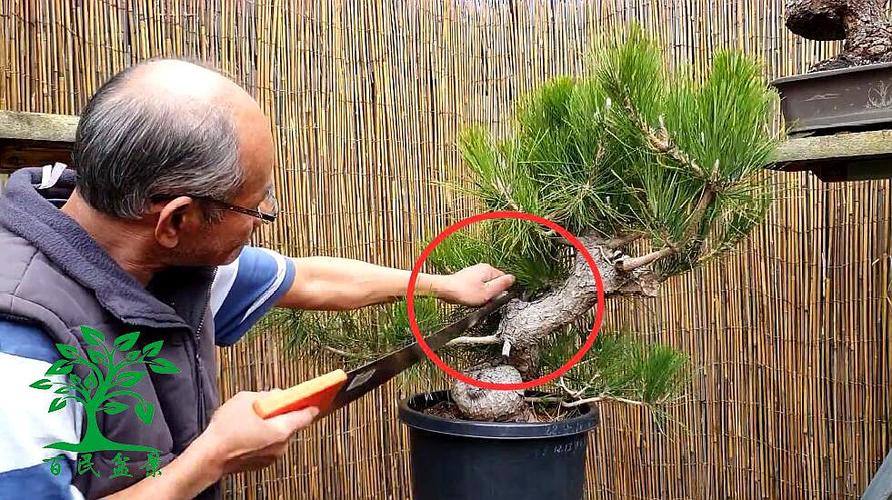 松树盆景造型有攻略,掌握好技巧,更显独特魅力