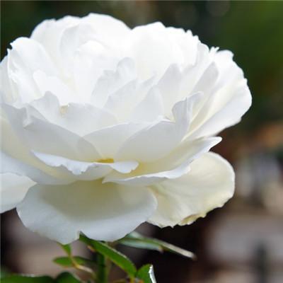 白色玫瑰头像男个性