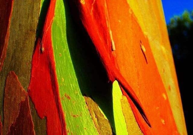 彩虹桉树应是观赏树,为何树干都被粉碎,只因它有个更