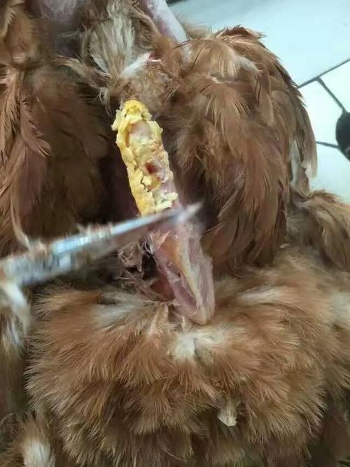 防治建议:小鸡阶段每次注射油苗时都加入注射用泰乐菌素或大观林可