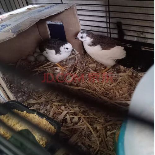 鹌鹑鸟活体天天下蛋黄羽沙维散养鸡种活物阳台养宠物青年芦丁鸡活苗