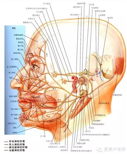 眶上神经束(眶上-滑车上-滑车下神经)
