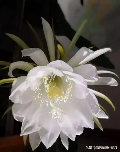 这些奇花异草你认识吗