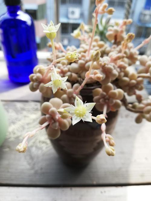 丸叶姬秋丽花开得好热闹
