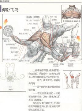 &nbsp; 编辑 仰卧飞鸟,该动作直接锻炼胸肌,可采用平卧,上斜卧,下斜