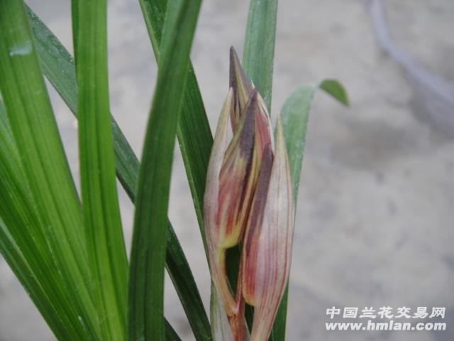 春剑新种极品复色(花苞)