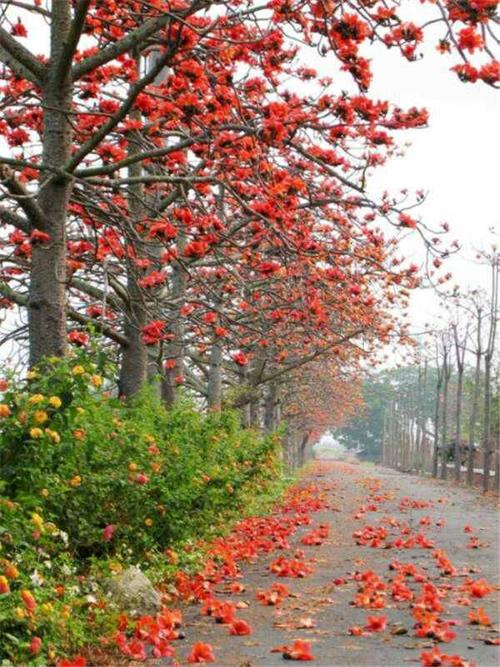 其它 木棉花,奇花烂漫 写美篇 前阁雨帘愁不卷, 后堂芳树阴阴见.