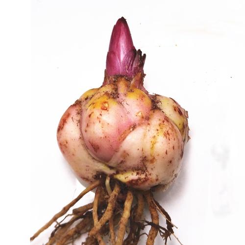 盆栽进口大香水百合花种球带芽发货种根花卉植物种子室内观花绿植