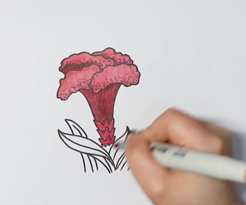 鸡冠花简笔画怎么画鸡冠花简笔画彩色画法图解