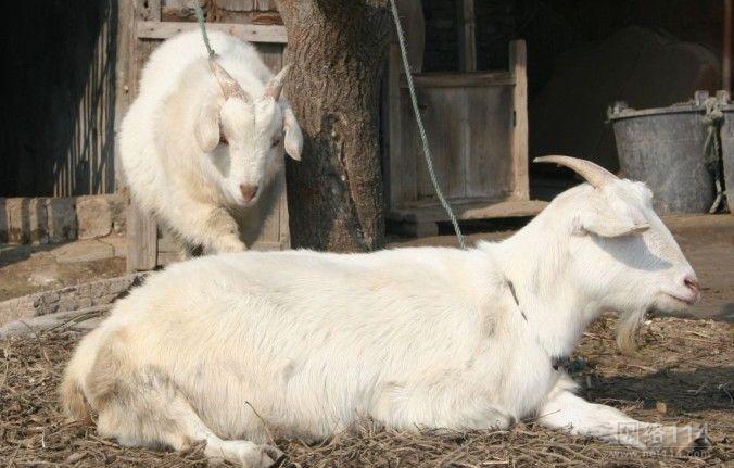 肉羊得了羊痘怎么办?羊痘的诊断和治疗