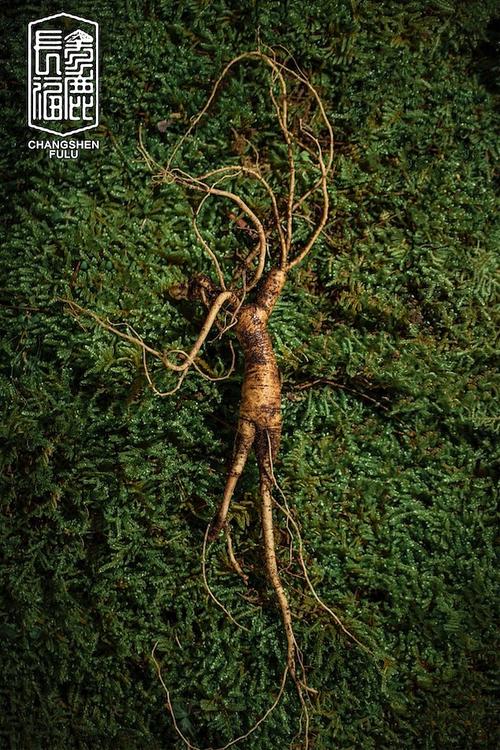 长参福鹿人参拍摄|摄影|产品摄影|还声 - 原创作品