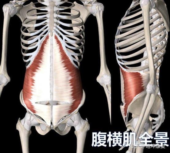 最深层: 腹横肌:位于腹部最深层的肌肉,是一片大面积的肌肉,从肋骨