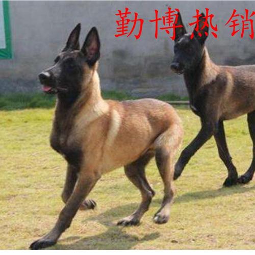 一只马犬价格山东有卖纯种马犬幼犬的可批发