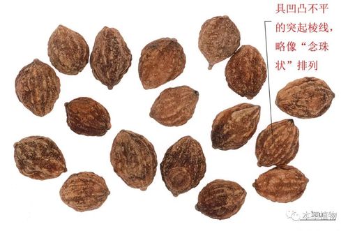 执业药师中药鉴别高清图鉴(四)