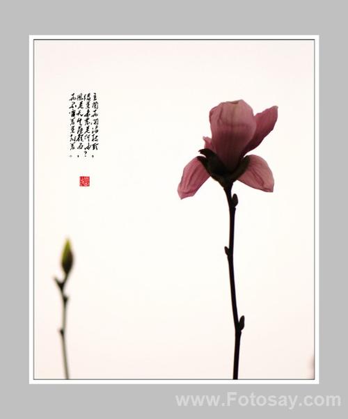 想是天生薄颜面,花不害羞叶却羞.