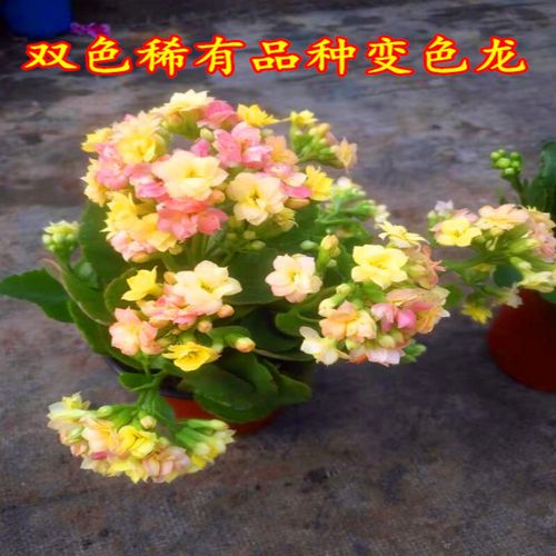 重瓣长寿花盆栽四季开花大花苗室内阳台花卉植物好养的花z2桔色含盆