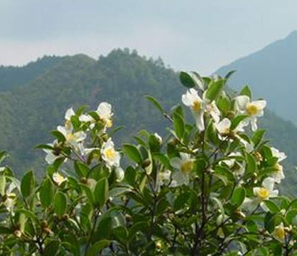 茶树花之恋