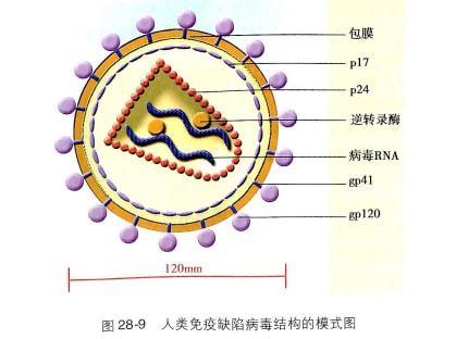 hiv在分类上属反转录病毒科中的慢病毒亚科,由单链rna,反转录酶和结构