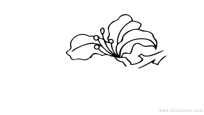 紫荆花简笔画怎么画紫荆花简笔画简单又好看
