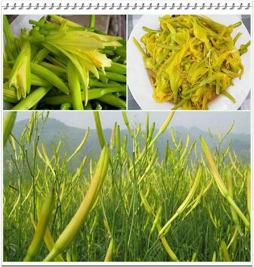 宁夏黄花菜
