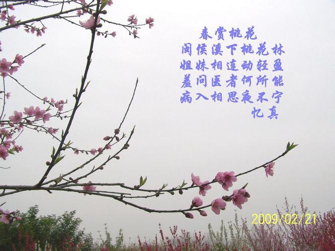诗_春赏桃花