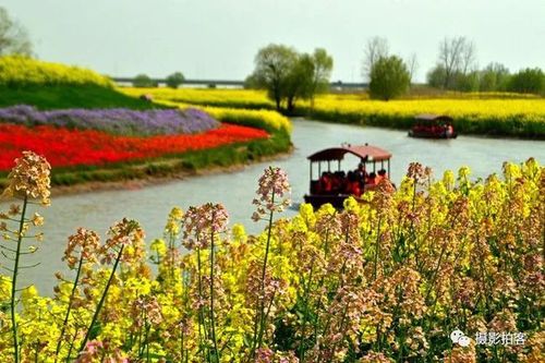 金色灿烂油菜花|高邮湖|花海|滩涂|湖畔_网易订阅