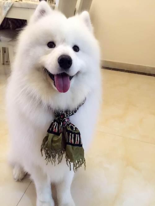 萨摩耶纯种出售成年