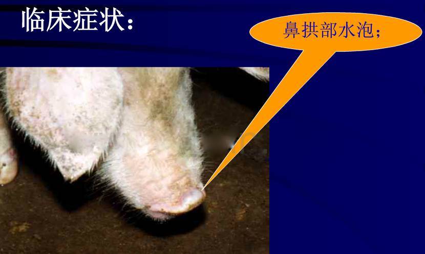 猪口蹄疫选疫苗关键看什么免疫后还发病什么原因