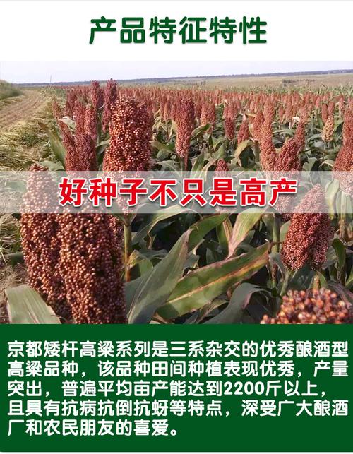 矮杆酒糯高粱王超吨铁杆100红高粱种子矮杆抗鸟酿造型高产高粱籽
