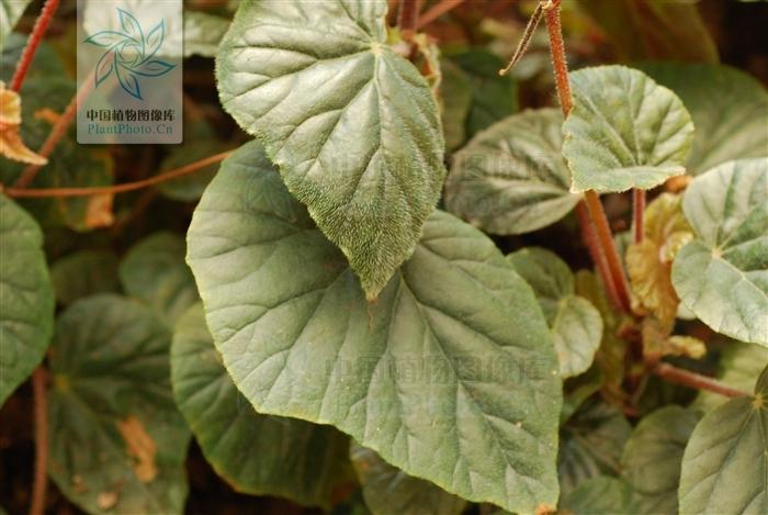 长毛秋海棠(学名:begonia villifolia irmsch.)中国的特有植物.