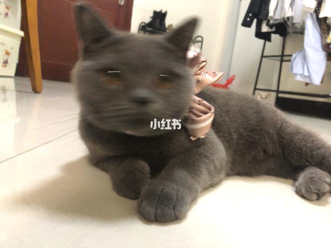 怎么辣么乖_蓝猫_英短_英短蓝猫_宠物_猫