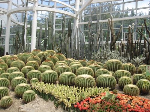 金琥属(echinocactus)