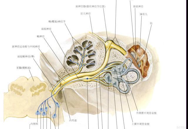 桥小脑角区占位性病变诊断与鉴别